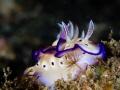   Smelling roses Living moment seems so much easier underwater. our worries selfdoubts stay surface we even take time stop smell like this nudibranch Hypselodoris tryoni. underwater (self-)doubts (self)doubts (self )doubts tryoni). tryoni)  